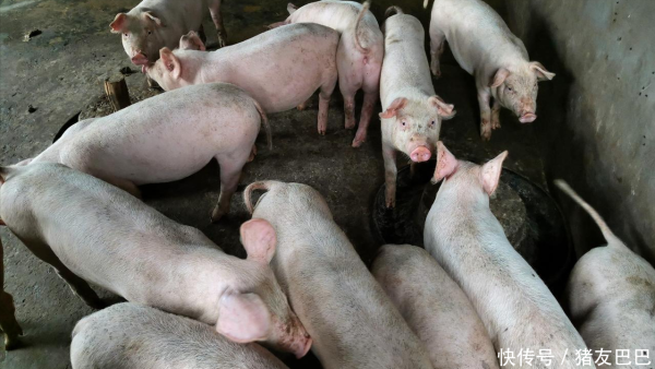 盈禾配资 跌猛了，猪价下跌“势如破竹”！附：9月9日猪价